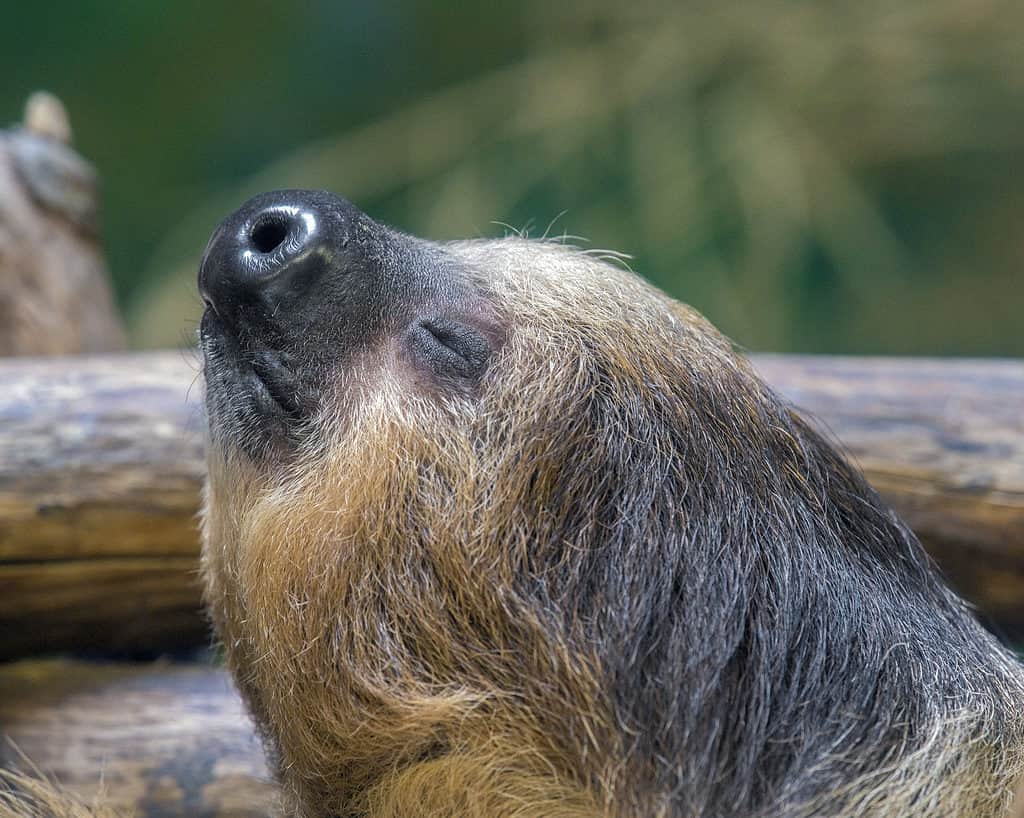 The sloth's relaxed vibe might just be contagious! *yawn*