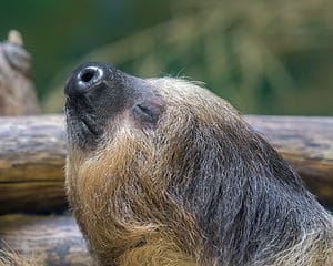 Explore These 20 Amazing Zoos with Sloths photo