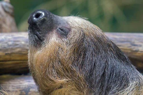 The sloth's relaxed vibe might just be contagious! *yawn*