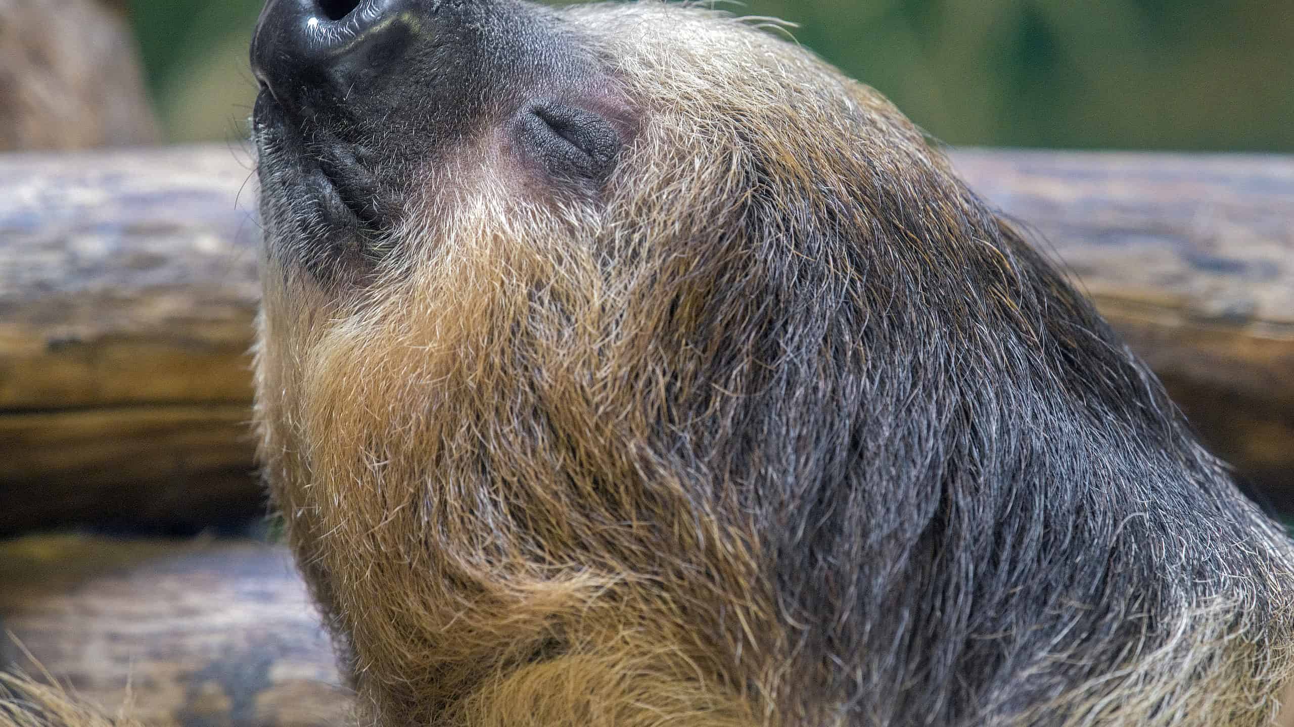 Explore These 20 Amazing Zoos with Sloths - AZ Animals