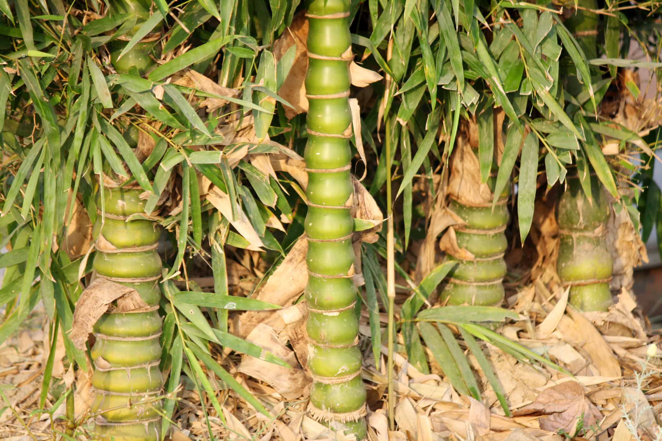 Buddha belly bamboo (Bambusa ventricosa)
