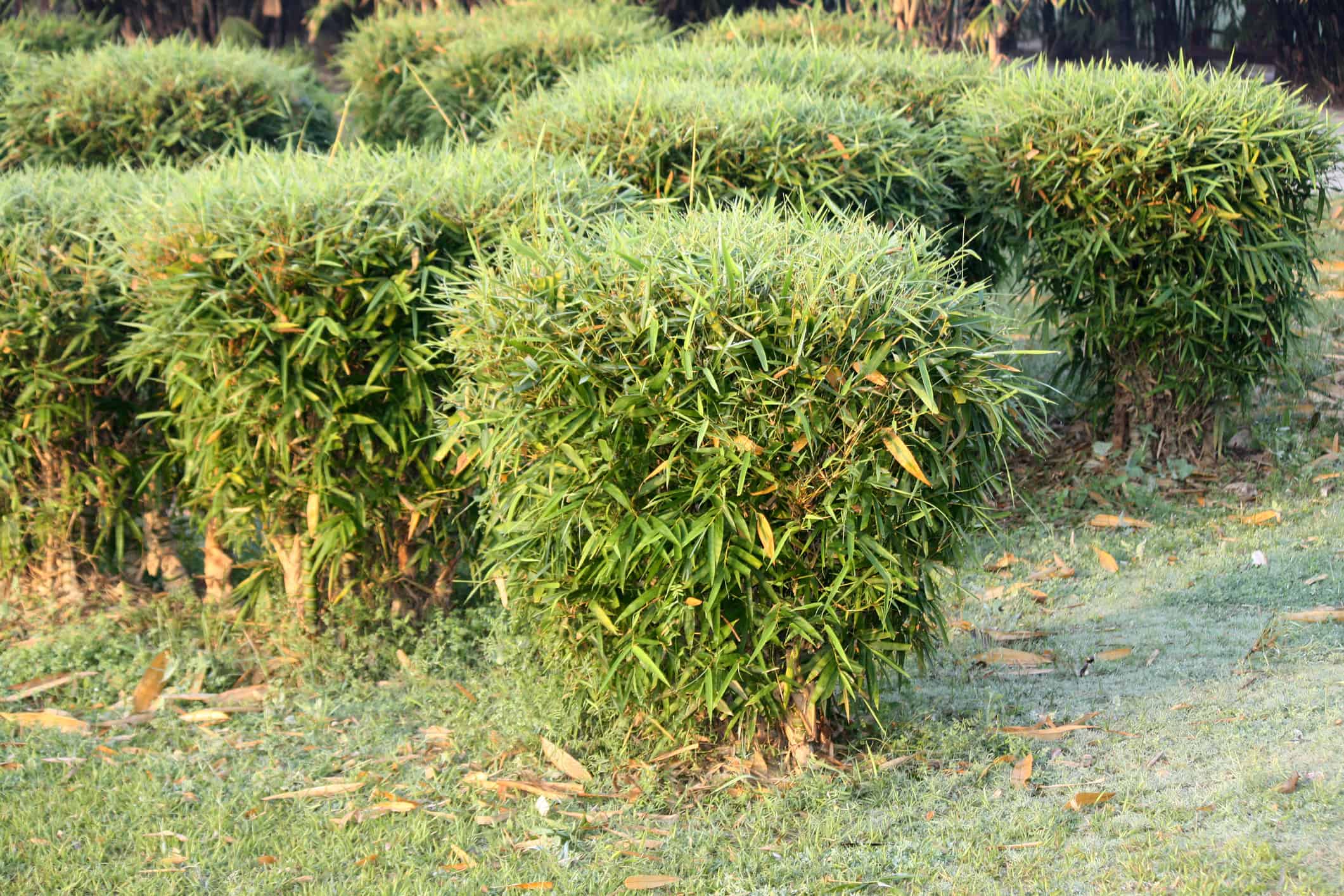 Clumping bamboo such as Buddha belly bamboo are easier to maintain