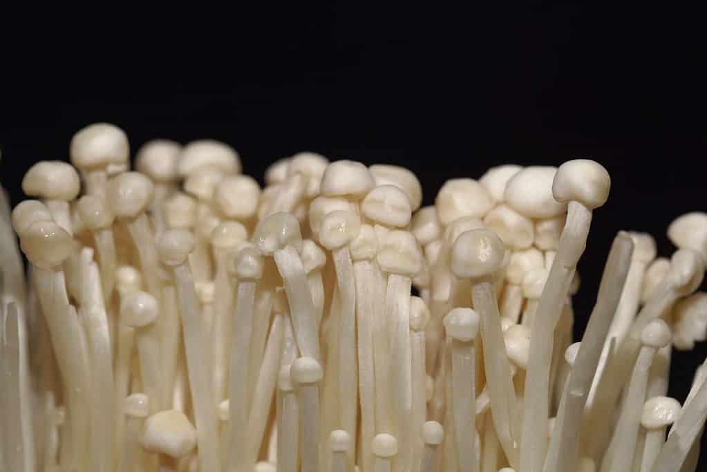 Flammulina filiformis, enoki mushrooms