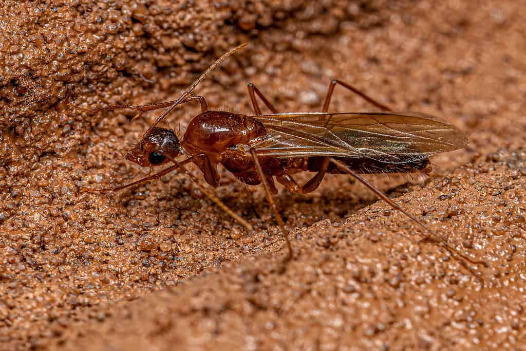 Male winged carpenter ant