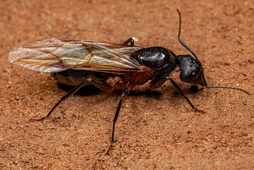 yellow ants with wings