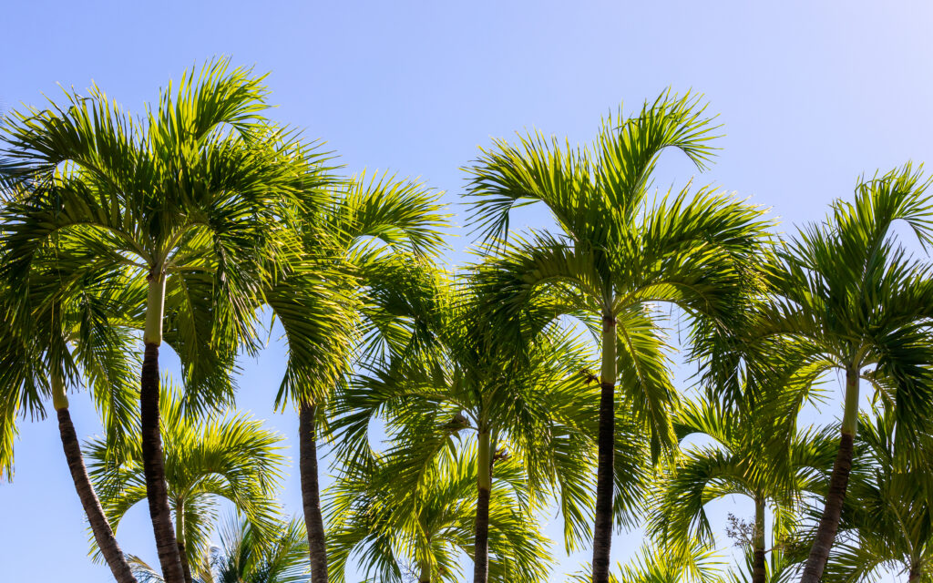 A row of mature Roystonea regia or Cuban royal palm trees against blue sky.
