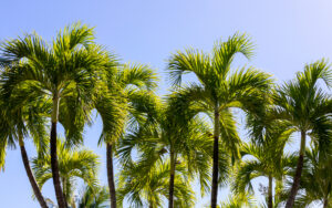 6 Palm Trees Hardy Enough to Thrive in Oregon Picture