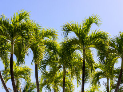 A 6 Palm Trees Hardy Enough to Thrive in Oregon