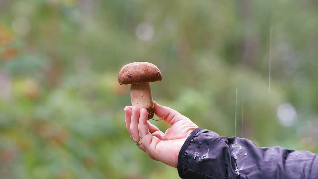 Mushroom hunting in the rain