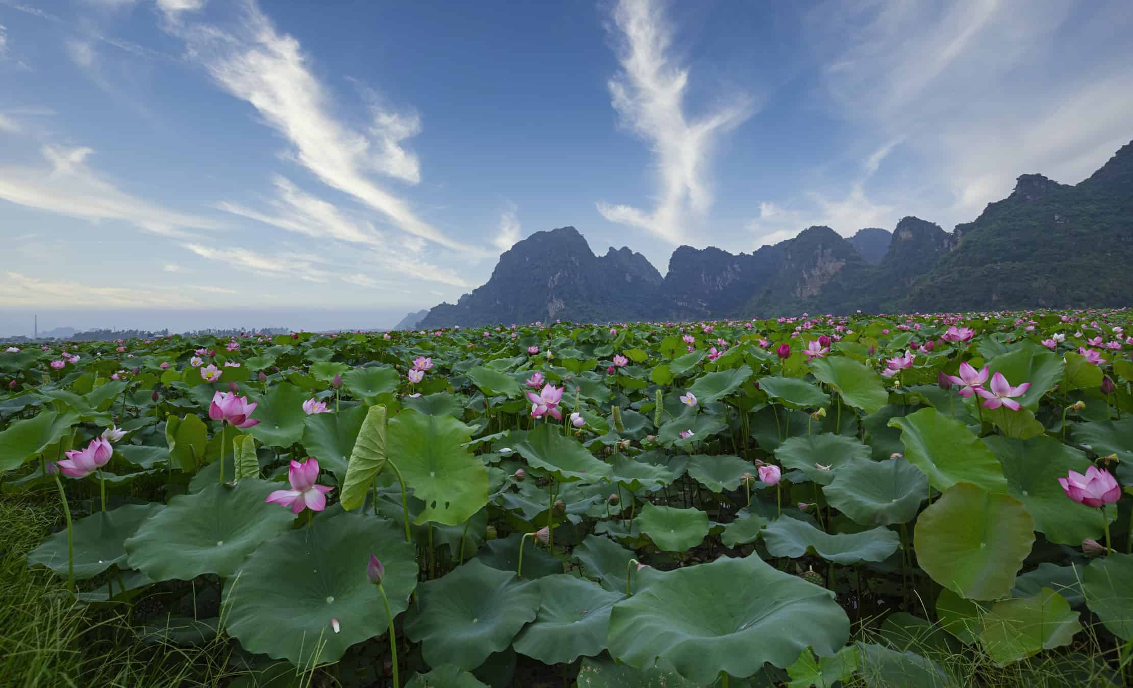Discover the National Flower of Vietnam The Lotus AZ Animals