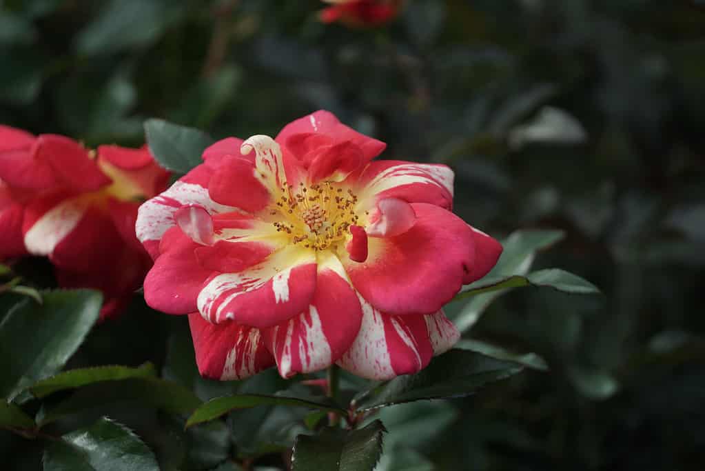 Hoa hồng floribunda Betty Boop
