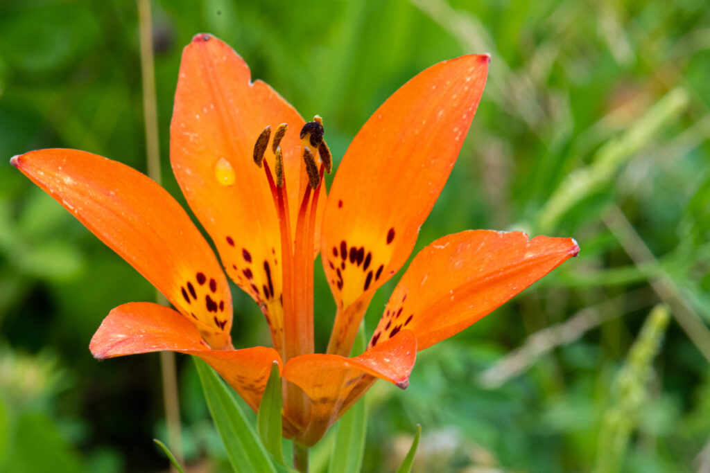 Close-up photograph of the Wood lily flower (Lilium philadelphicum). Photographed in southern Manitoba.