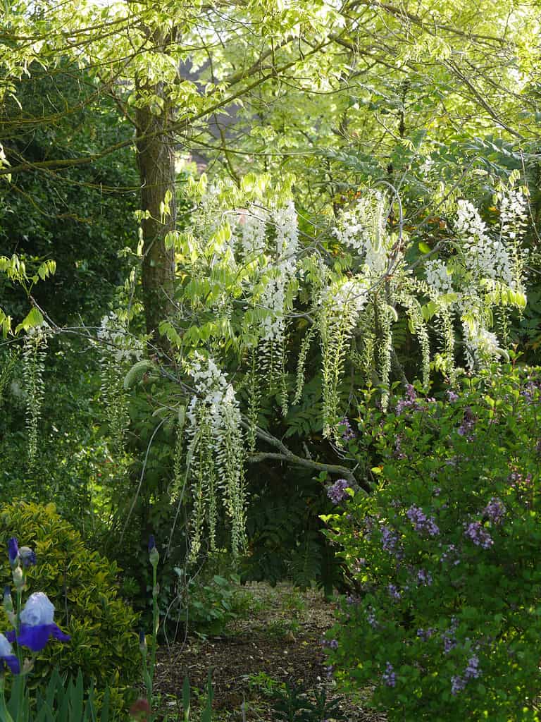 White Japanese wisteria