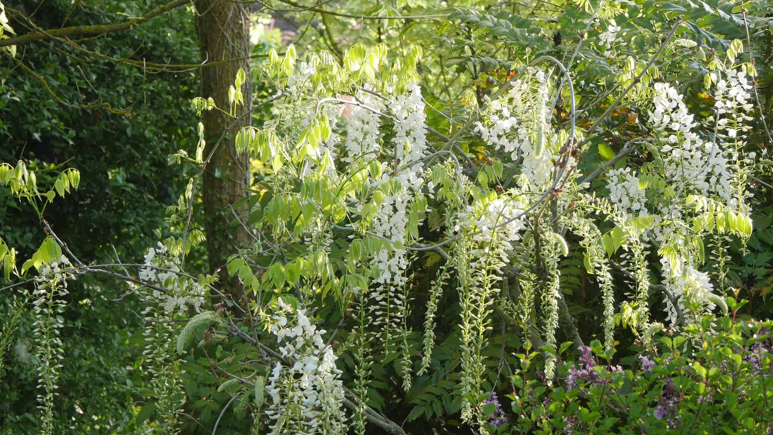 White Japanese wisteria
