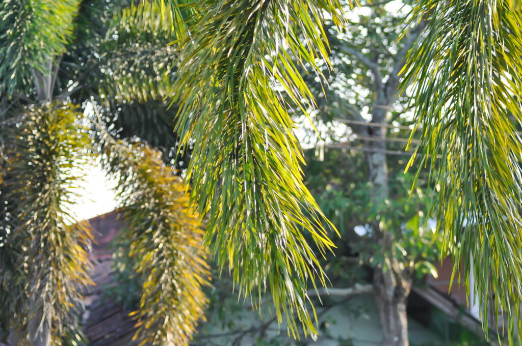 The handing tail-like fronds of Wodyetia bifurcata or the foxtail palm tree.