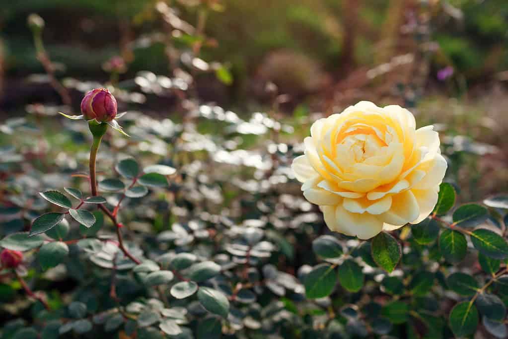Close up of english Charles Darwin rose flower blooming on bush. Yellow Austin double nostalgic shrub rose. Gardening