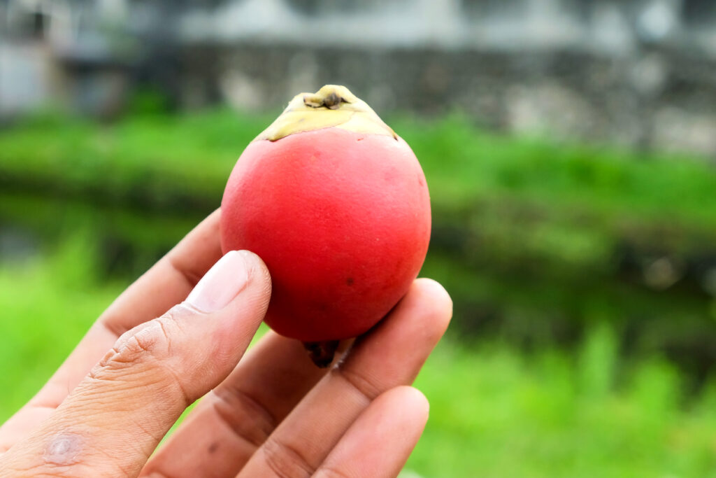 A closeup of a hand holding the red fruit of the Wodyetia bifurcata or foxtail palm tree.