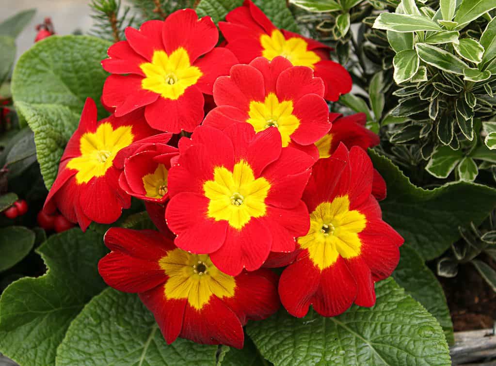 A closeup shot of red Primroses under the sunlight - perfect for botanical concepts