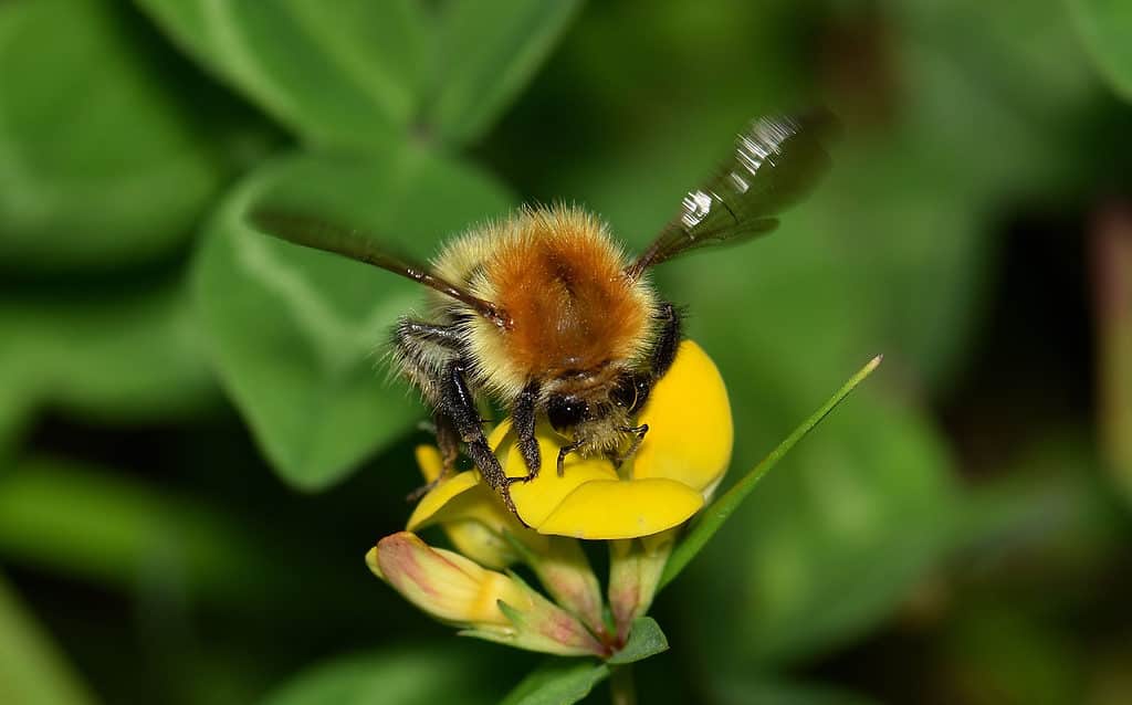 A close-up shot of a bumble bee (Bombus terrestris) hovering over a yellow flower head