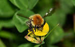 Bumblebees often nest underground. 