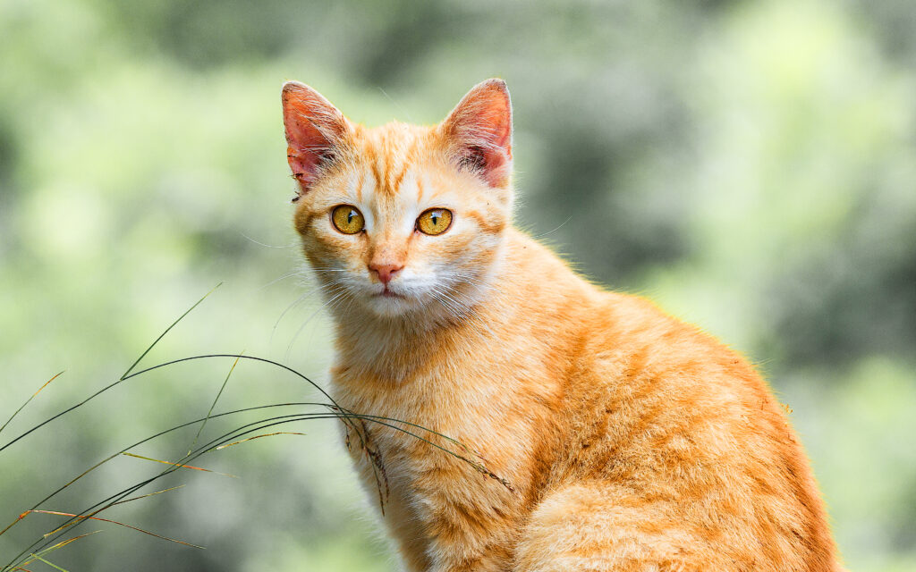 orange and white tabby cat with amber eyes