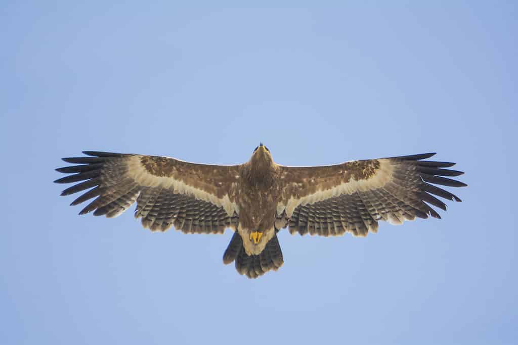 A steppe eagle in flight
