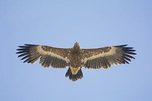 Steppe Eagle: Meet The National Bird of Egypt Picture