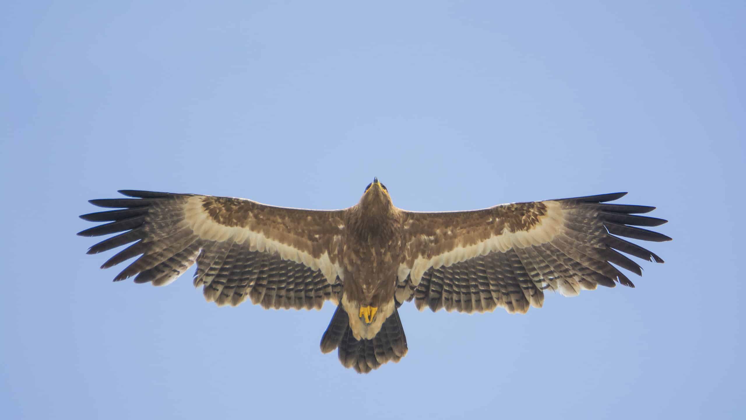 Steppe Eagle: Meet The National Bird of Egypt - AZ Animals