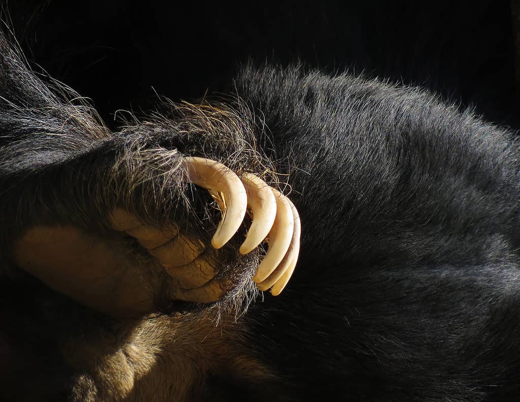 Black bear paw with claws, Bear paw.