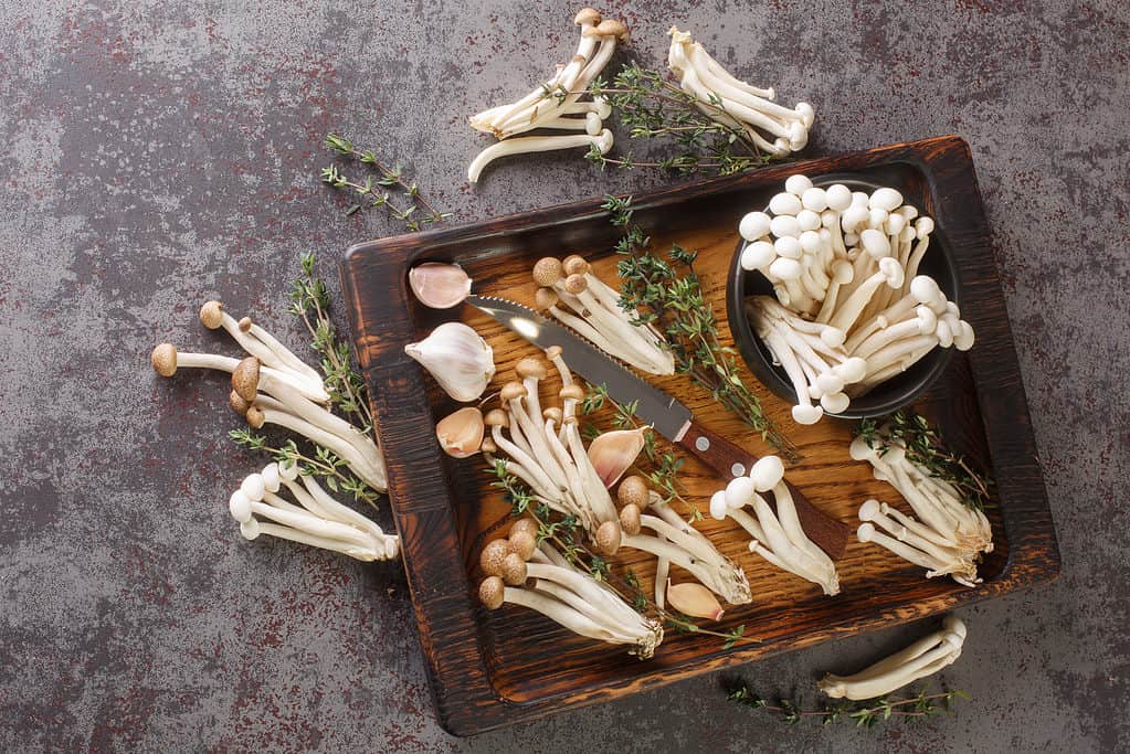 Edible raw white and brown beech mushrooms.
