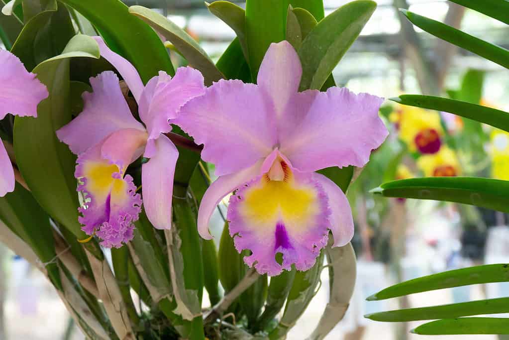 Purple cattleya orchids with green leaves