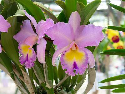 A Orchid Flowers: Everything You Need To Know