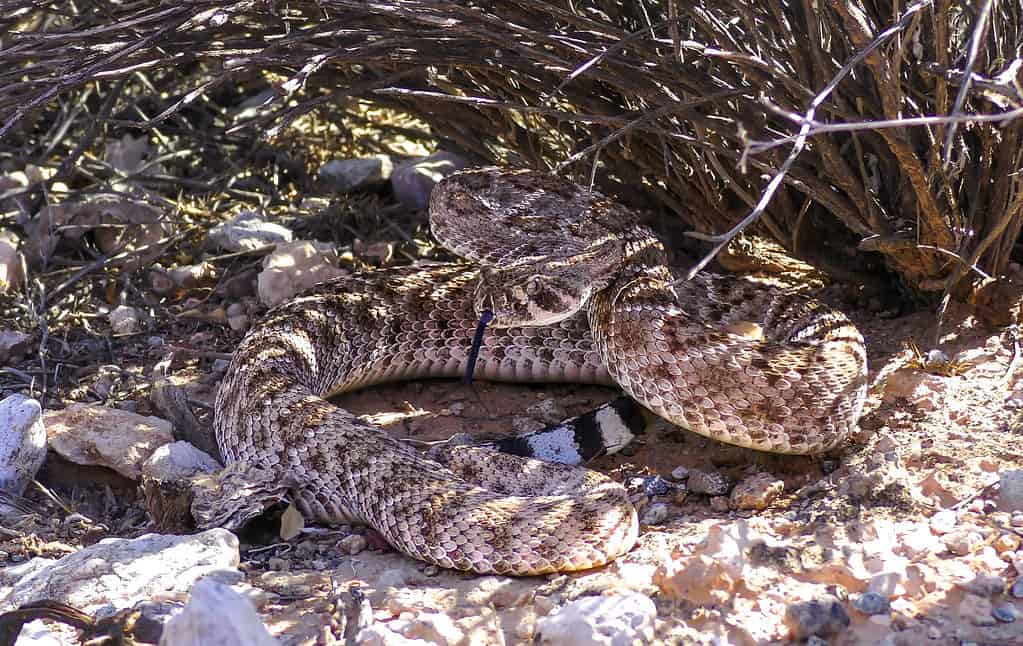 Western diamondback rattlesnakes are nicknamed coon tail