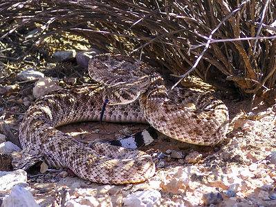 A Watch a Stunned Couple Discover a Rattlesnake Hiding Under Their Fridge