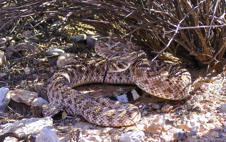 Wildlife in California - Types of Californian Animals - A-Z Animals