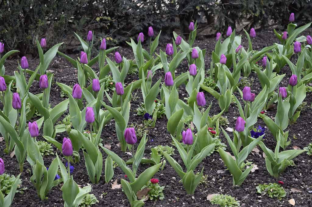 Tulip foliage will show aboveground in spring