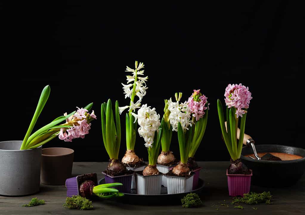 Hyacinth flowers sprouting from bulbs