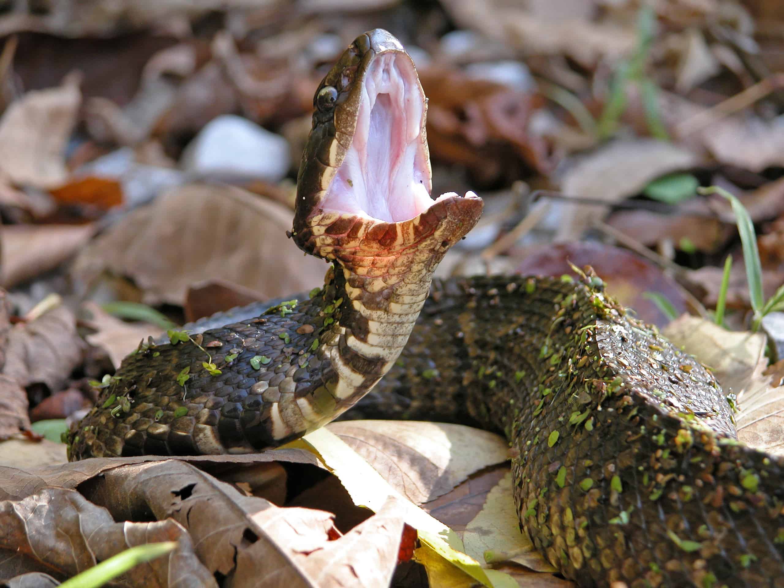 Cottonmouth Snake Showing its Cotton Mouth