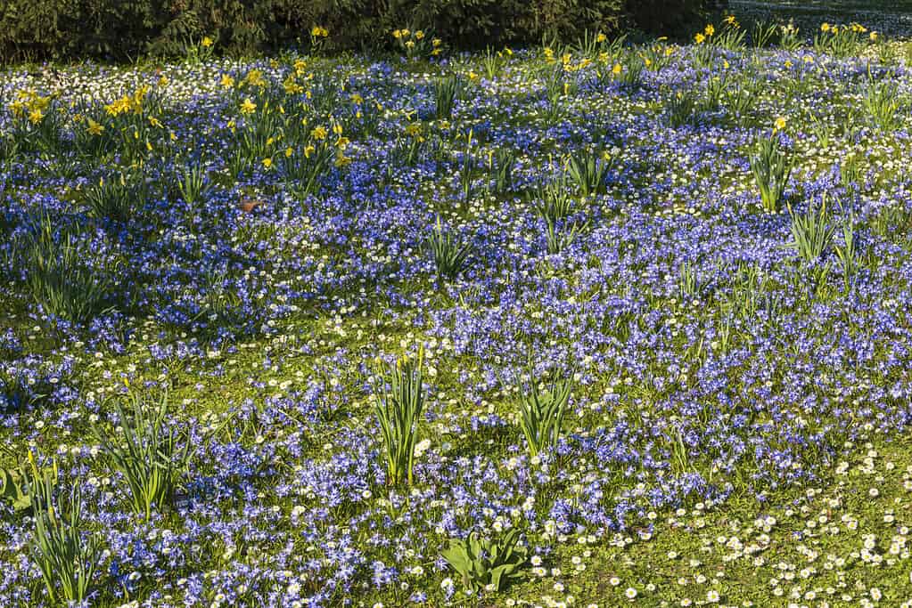 Blue flowering Scilla