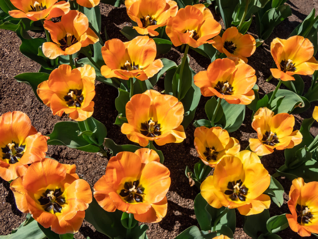 Daydream tulips change color as they mature