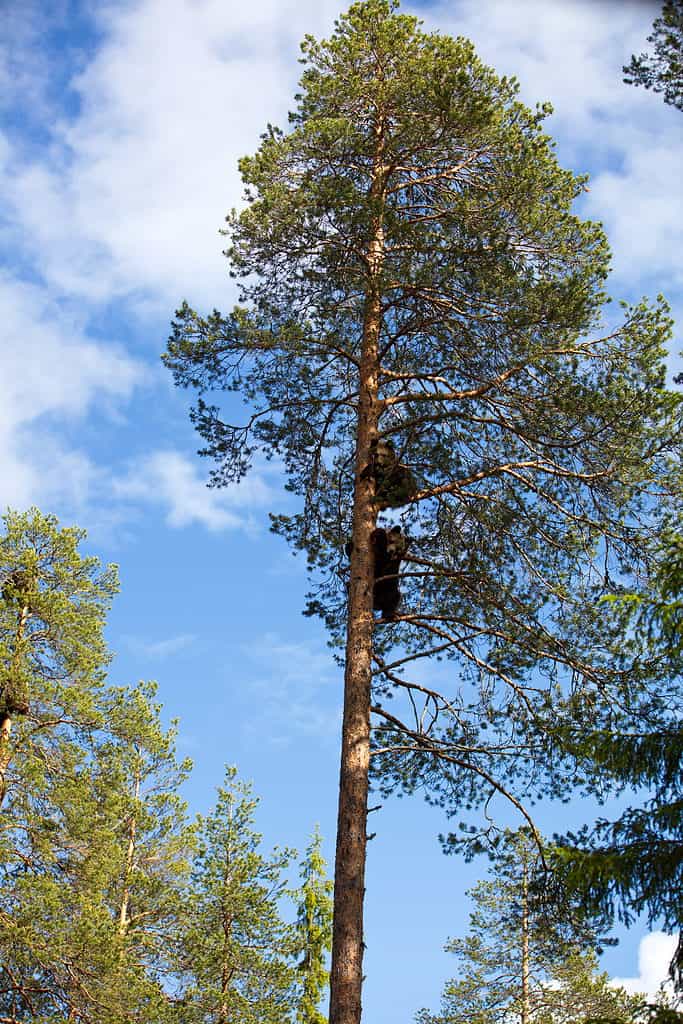 A vertical shot of two grizzly bears on a tree in a forest in Finland