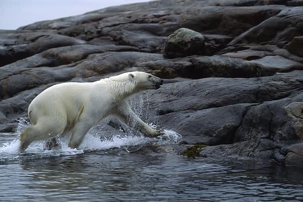 Polar bear running out of the water at Wager Bay in the Canadian Arctic.