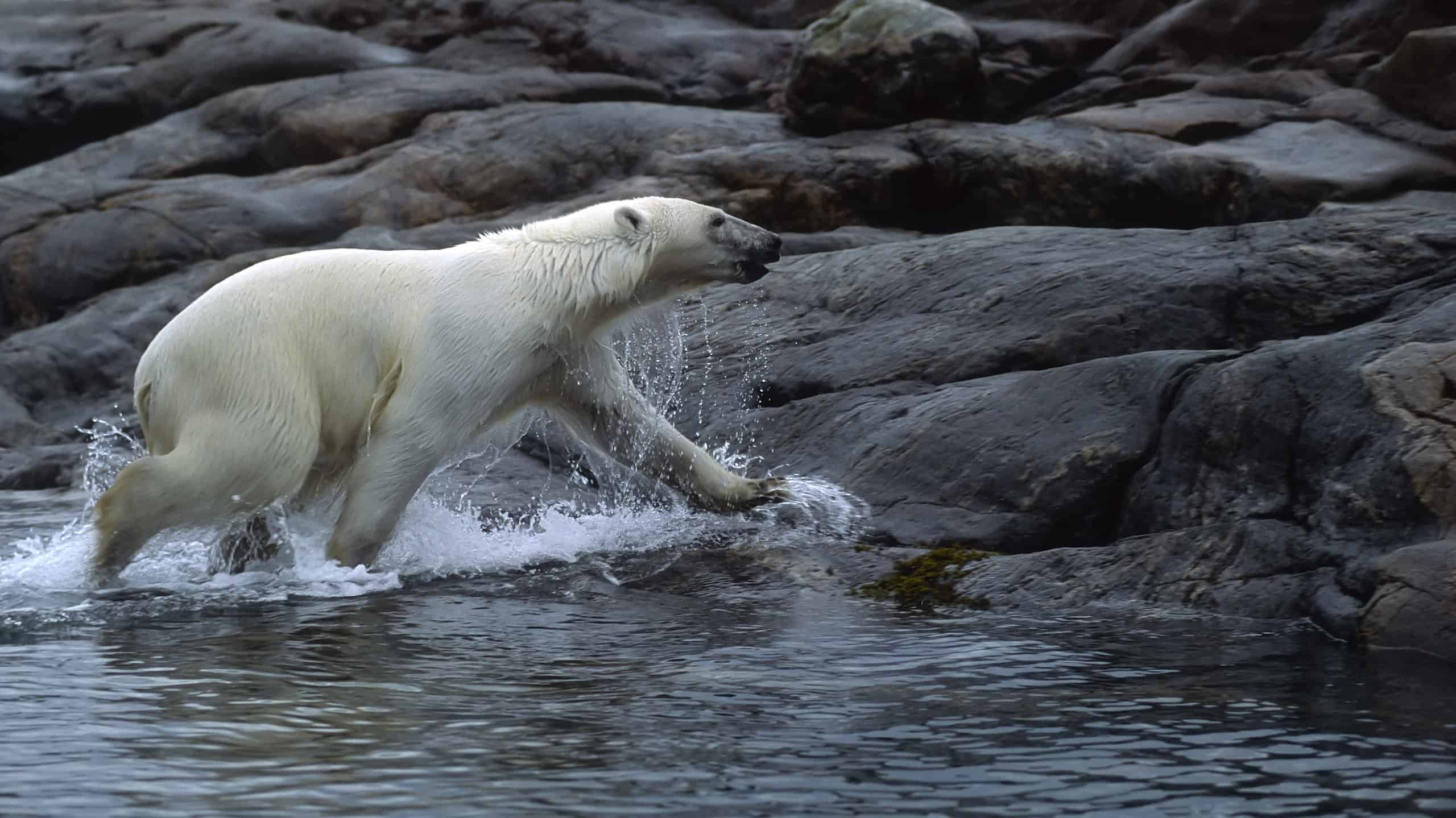 Polar bear running