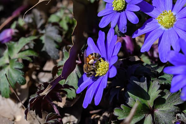 Honeybee with pollen pellets and covered in white pollen feeding on Anemone Blanda flowers. The plant native to southeastern Europe, Turkey, Lebanon, and Syria. It is an herbaceous tuberous perennial.
