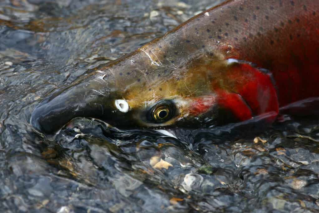 The coho salmon changes color to red and green with dark spots when ready to breed