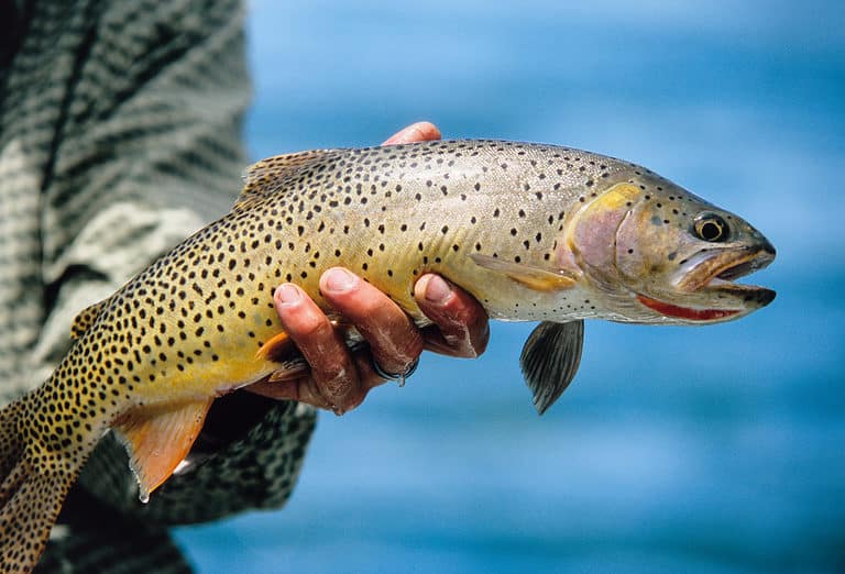 Snake river cutthroat being held out of water