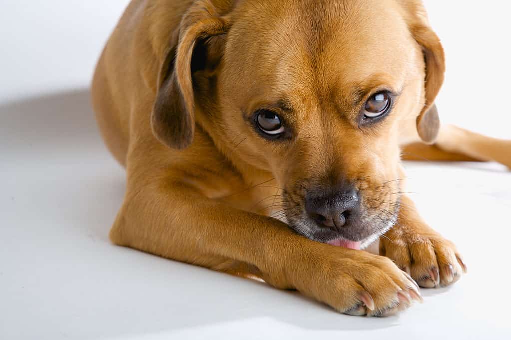 Dog licking front paw due to allergies