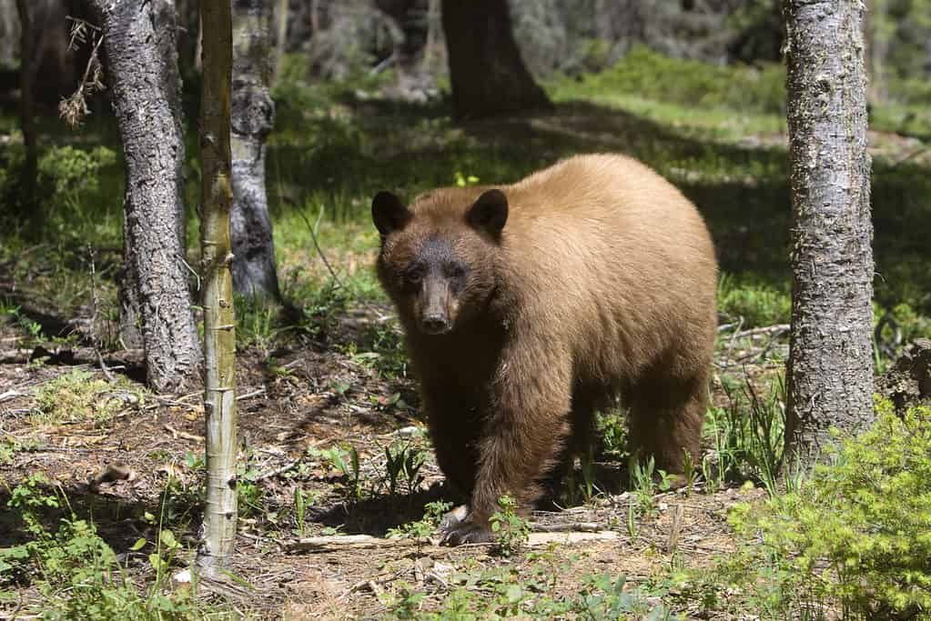 A cinnamon colored American black bear