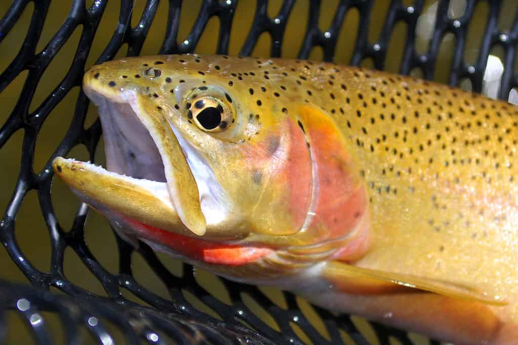 Cutthroat fish out of the water with inside of a fishing net