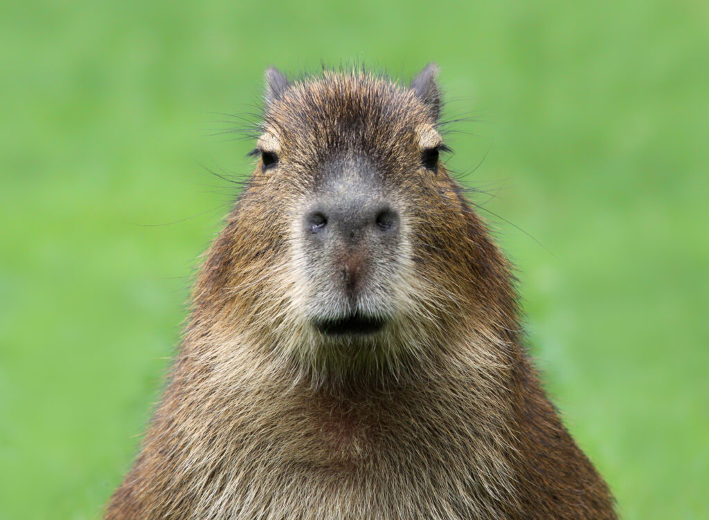 Close-up view of a young capybara (Hydrochoerus hydrochaeris)